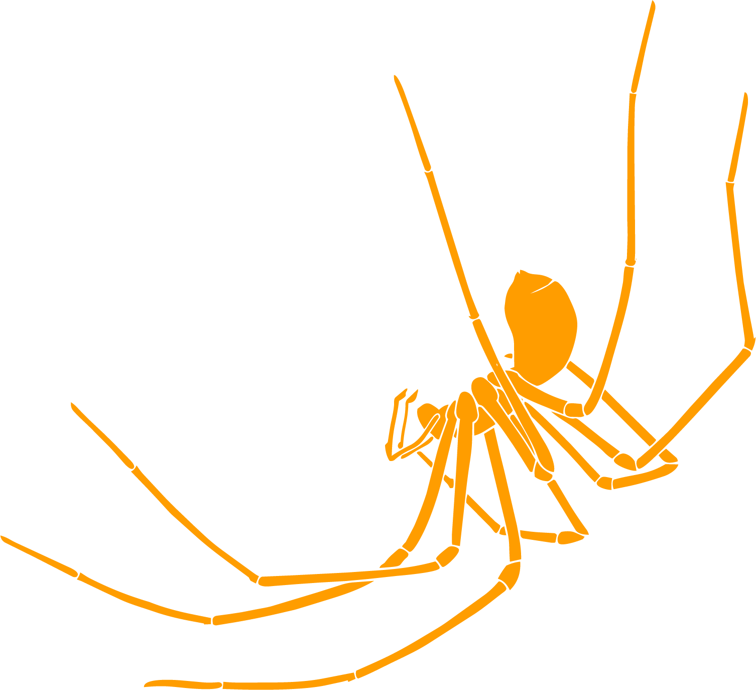 Tasmanian Cave Spider – Hickmania troglodytes