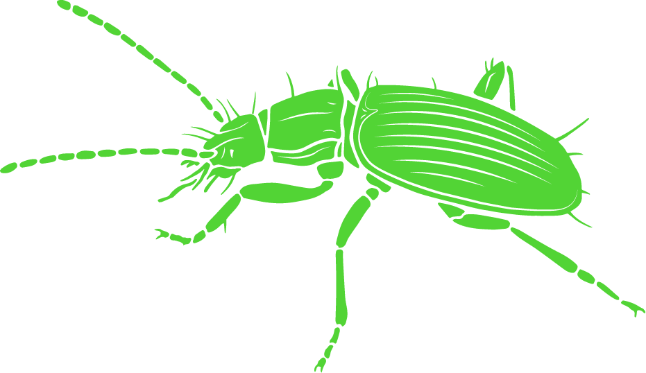 Cave beetle